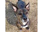 Adopt Bitsy a Brindle Mixed Breed (Medium) / Mixed Breed (Medium) / Mixed (short