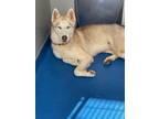 Adopt 55869809 a Tan/Yellow/Fawn Husky / Mixed dog in Lancaster, SC (41400111)