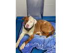 Adopt Tino a Red/Golden/Orange/Chestnut American Pit Bull Terrier / Mixed dog in