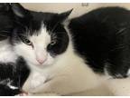 Adopt Benny/Rebel - Bonded Pair a White Domestic Shorthair / Mixed Breed