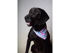Adopt 24-237D Lilith a Black Plott Hound / Mixed dog in Thibodaux, LA (41400098)