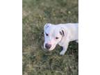 Adopt DJ a White American Staffordshire Terrier / Mixed Breed (Medium) / Mixed