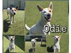 Adopt Odie a White Jack Russell Terrier / Terrier (Unknown Type