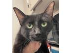 Adopt Opal a All Black Domestic Shorthair / Domestic Shorthair / Mixed cat in
