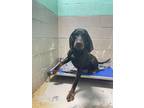 Adopt Winston a Black Hound (Unknown Type) / Mixed dog in Abbeville