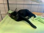 Adopt Boo a All Black Domestic Shorthair (short coat) cat in Monmouth