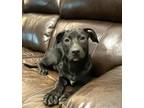Adopt Onyx a Black - with White Mixed Breed (Medium) / Mixed dog in Schaumburg