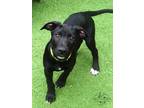 Adopt Tyler Perry (Mall of NH) a Black - with White Mixed Breed (Large) / Mixed