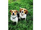 Adopt Daisy and Ruby a Tricolor (Tan/Brown & Black & White) Beagle / Mixed dog