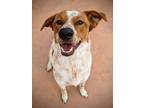 Adopt CHARLIE a Brown/Chocolate - with White Australian Cattle Dog / Mixed dog