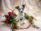 Adopt Laya a Merle Australian Shepherd / Mixed dog in Jasper, TX (41400077)