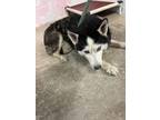 Adopt Misha a Black Husky / Mixed dog in Crawfordville, FL (41399742)