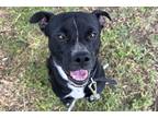 Adopt Shorty a Black Mixed Breed (Large) / Mixed dog in Newton, KS (38200772)