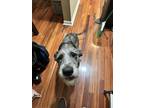 Adopt Bruce a Gray/Silver/Salt & Pepper - with Black Great Dane / Poodle
