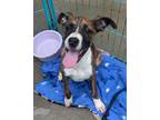 Adopt Snickers a Tricolor (Tan/Brown & Black & White) Boxer / Mixed dog in