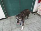 Adopt Margerie a Brindle Pit Bull Terrier dog in Weatherford, TX (41399880)