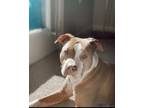 Adopt Niko a Tan/Yellow/Fawn American Pit Bull Terrier / Mixed dog in Durham