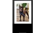 Adopt Koda a Black Schipperke / Mixed dog in Saint Robert, MO (41399776)