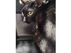 Adopt Misterus a All Black Domestic Shorthair / Domestic Shorthair / Mixed cat