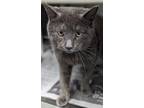 Adopt Ralphie a Gray or Blue Domestic Shorthair / Domestic Shorthair / Mixed cat