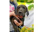 Adopt Marlin* a Black Labrador Retriever / Mixed dog in Anderson, SC (41399437)