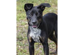 Adopt Austin (Cocoa Adoption Center) a Black Labrador Retriever / Mixed dog in