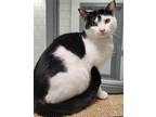 Adopt Blake 3 a All Black Domestic Shorthair / Domestic Shorthair / Mixed cat in