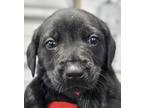 Adopt FIG a Black Labrador Retriever / Mixed dog in Clinton, NC (41399736)
