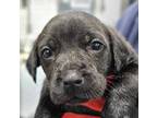 Adopt GUAVA a Black Labrador Retriever / Mixed dog in Clinton, NC (41399731)