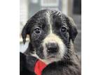 Adopt KIWI a Black Labrador Retriever / Mixed dog in Clinton, NC (41399732)