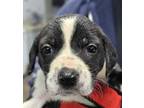 Adopt PLUM a Black Labrador Retriever / Mixed dog in Clinton, NC (41399730)