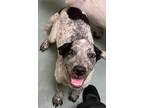 Adopt Valentino a White Australian Cattle Dog / Poodle (Standard) / Mixed (short