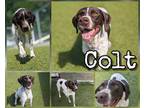 Adopt Colt a White German Shorthaired Pointer / Mixed dog in Greenville