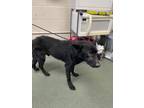Adopt Columbus (HW+) a Black Shepherd (Unknown Type) / Mixed dog in San Marcos