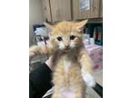 Adopt Nacho a Orange or Red Domestic Longhair / Mixed Breed (Medium) / Mixed