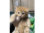Adopt Tetley a Orange or Red Domestic Longhair / Domestic Shorthair / Mixed cat