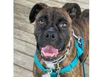 Adopt K.B. a Brindle Boxer / Mixed dog in Philadelphia, PA (41399701)