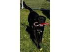 Adopt Wes a Boxer / Labrador Retriever / Mixed dog in Portland, IN (39725754)
