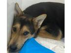 Adopt Sadie a German Shepherd Dog / Mixed dog in Portland, IN (41399587)