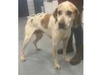 Adopt Patrick a English (Redtick) Coonhound / Mixed dog in Portland