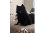 Adopt Jasper a Black Pomeranian / Mixed dog in Fuquay Varina, NC (41399581)