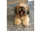 Adopt Dez a Tan/Yellow/Fawn Lhasa Apso / Mixed dog in Pasadena, MD (41399578)