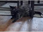 Adopt Riso a Domestic Shorthair / Mixed (short coat) cat in Angola
