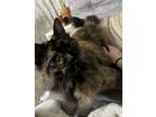 Adopt Tootsie a Tortoiseshell Domestic Longhair / Mixed (long coat) cat in