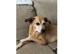 Adopt Ginger a Tan/Yellow/Fawn - with White Foxhound / Mixed dog in Holiday