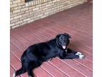 Adopt Cynder a Black - with White Border Collie / Labrador Retriever / Mixed dog