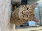 Adopt Marmalade a Orange or Red Domestic Shorthair (short coat) cat in Bedford