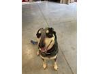 Adopt Harley a Black - with Tan, Yellow or Fawn Australian Cattle Dog / Mixed