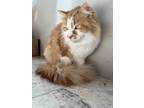 Adopt Maggie Mae a Orange or Red Domestic Longhair (long coat) cat in Bedford