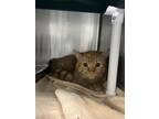 Adopt Twinky a Orange or Red Domestic Shorthair / Domestic Shorthair / Mixed cat
